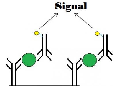 http://en.wikipedia.org/wiki/File:Sandwich_Immunoassay,_ELISA.jpg